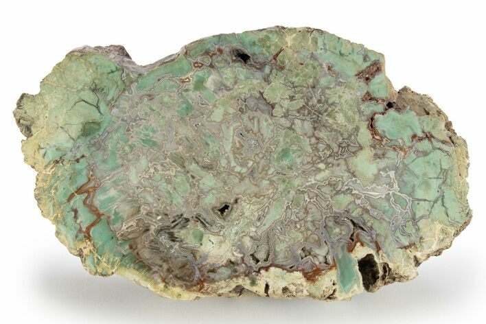 Rare, Green, Chromium-Rich Petrified Wood Section - Arizona #245855